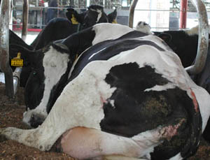 western cow comfort
