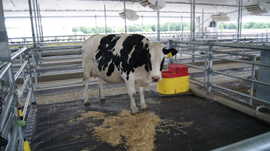 Maternity stalls