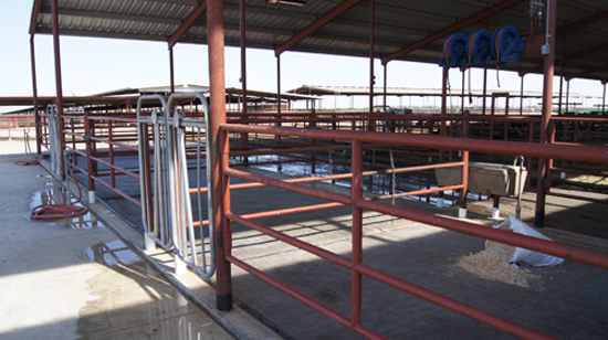 Maternity stalls