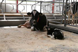 Maternity stalls