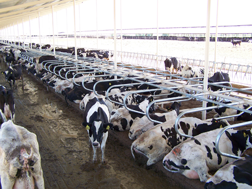 Pasture Mat